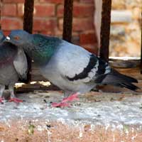 Rock Dove, photo © Michael Plagens