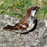 House Sparrow © Michael Plagens