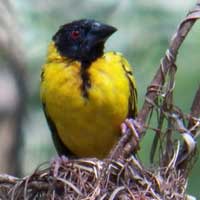 Villiage Weaver, Ploceus cucullatus, © Michael Plagens