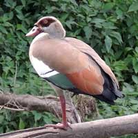 Egyptian Goose, photo © Michael Plagens