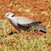 Ring-necked Dove