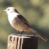 Pale Flycatcher, Bradornis pallidus, photo © Michael Plagens