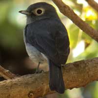 White-eyed Slaty Flycatcher