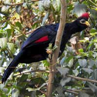 Ross's Turaco, photo © Michael Plagens