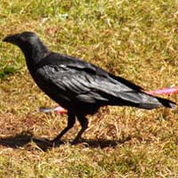 Fan-tailed Raven, photo © Michael Plagens