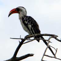 Jackson's Hornbill, © Michael Plagens