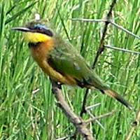 Little Bee-Eater © Michael Plagens