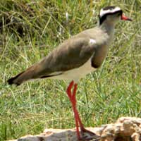 Crowned Plover