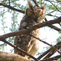 Spotted Eagle-Owl, © Michael Plagens