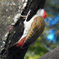 Grey Woodpecker, © Michael Plagens