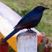 Red-winged Starling © Michael Plagens