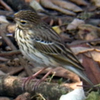 Tree Pipit © Michael Plagens