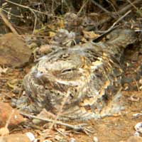 Slender-tailed Nightjar photo © Michael Plagens