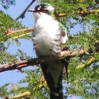 bad photo of Diedereck Cuckoo © Michael Plagens