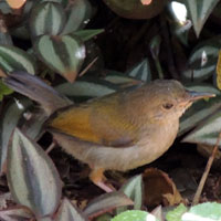 Grey-backed Camaroptera, Camaroptera brevicaudata, © Michael Plagens