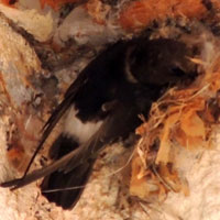 Common House Martin, photo © Michael Plagens