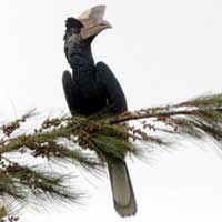 Black-and-White-Casqued-Hornbil, © Michael Plagens