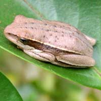 Reed frog, probably Hyperolius, photo © Michael Plagens