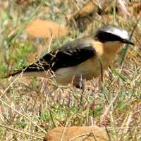 Northern Wheatear, © Michael Plagens