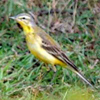 Yellow Wagtail, © Michael Plagens