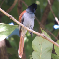 African Paradise Flycatcher