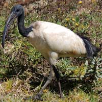 Sacred Ibis photo © Michael Plagens