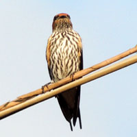 Lesser Striped Swallow, Cecropis abyssinica, © Michael Plagens