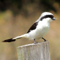 Grey-backed Fiscal © Michael Plagens