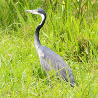 Black-headed Heron