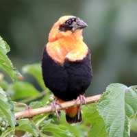 Red Bishop, Euplectes orix, © Michael Plagens