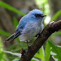 African Blue Flycatcher, photo © Michael Plagens