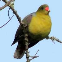 African Green Pigeon, photo © Michael Plagens