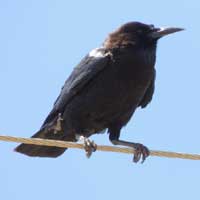 Cape Rook/Crow © Michael Plagens