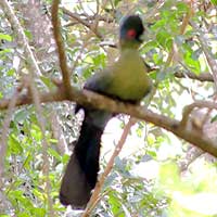 Purple-crested Turaco, © Michael Plagens