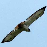 Auger Buzzard, © Michael Plagens