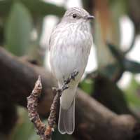 Spotted Flycatcher, © Michael Plagens