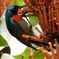 E Double-collared Sunbird