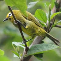 Yellow White-eye © Michael Plagens