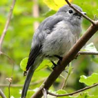 White-eyed Slaty Flycatcher, © Michael Plagens