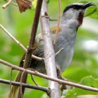 Grey-capped Warbler, © Michael Plagens