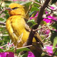 Spectacled Weaver © Michael Plagens