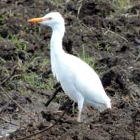 Cattle Egret in Kenya, © Michael Plagens