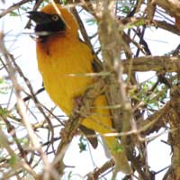 Speke's Weaver © Michael Plagens