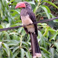 Crowned Hornbil, © Michael Plagens