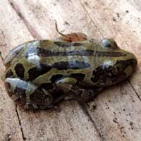 Hyperoliid frog, probably Kassina senegalensis, photo © Michael Plagens