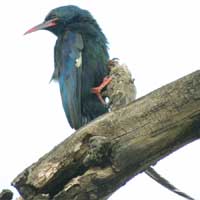 Green Wood Hoopoe © Michael Plagens