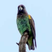 Meyer's Parrot, photo © Michael Plagens