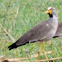 African Wattled Lapwing, photo © Michael Plagens