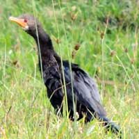 Reed Cormorant photo © Michael Plagens