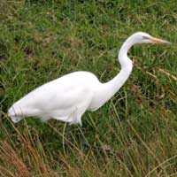 Great Egret photo © Michael Plagens